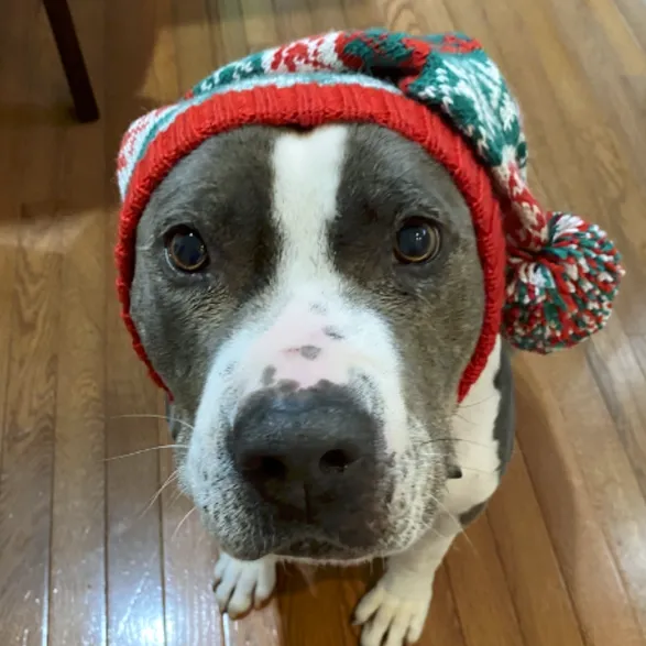 Alpaca Snowflake Hat