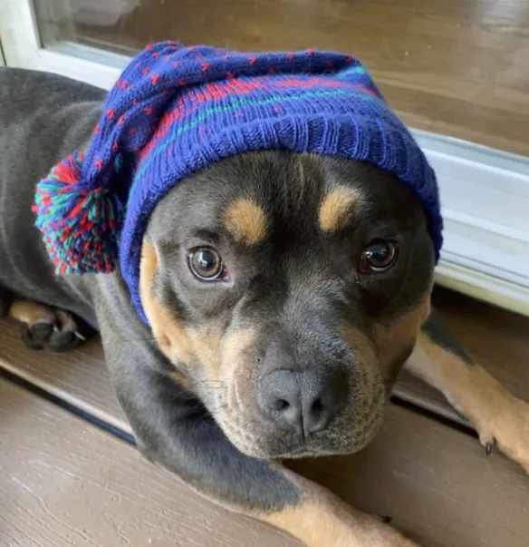 Alpaca Snowflake Hat