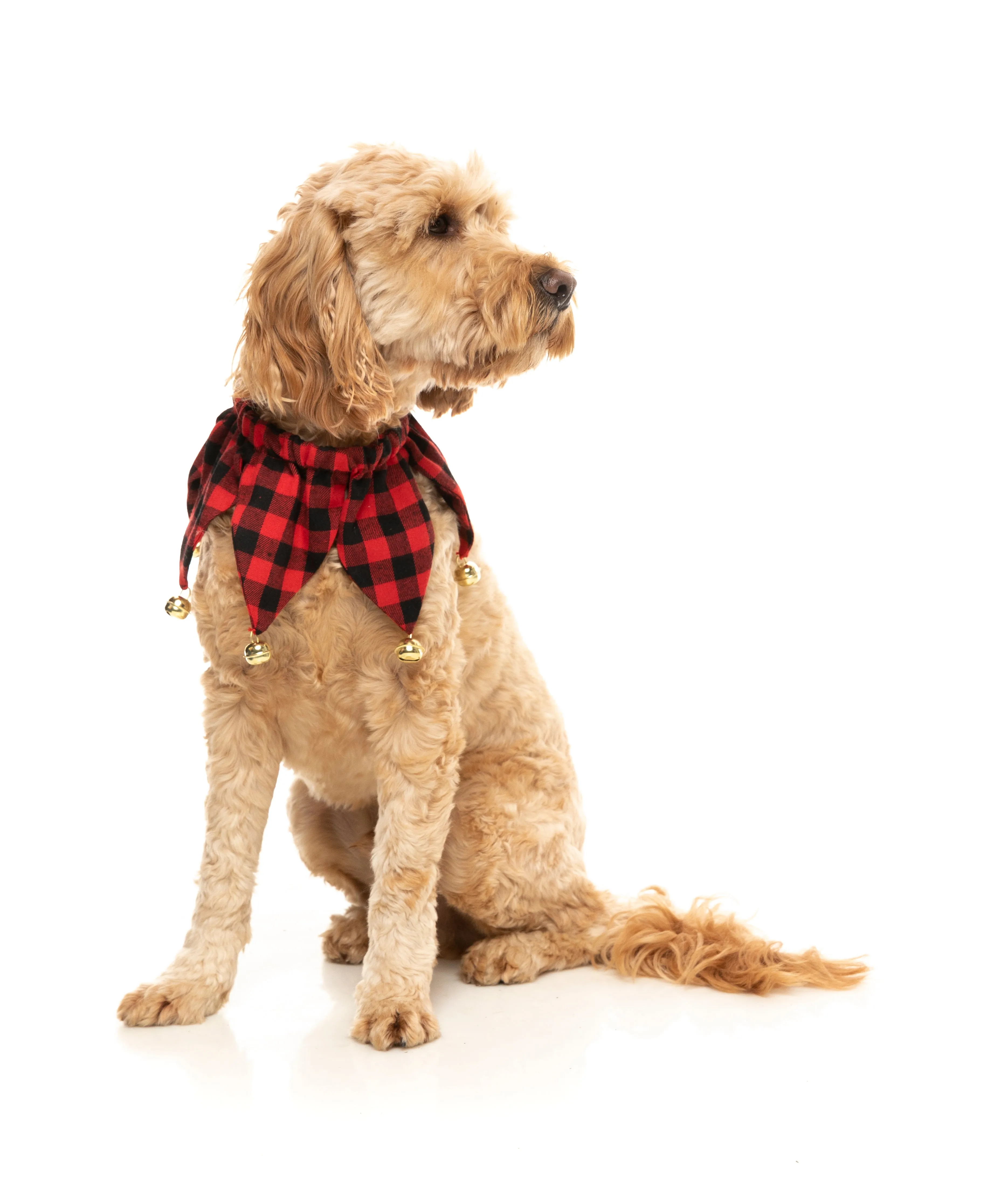 FuzzYard Jester Collar - Small/Medium